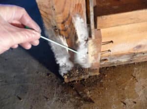 Home inspector found molds in the house - American Home Services, your Orlando home inspection company can help you with the inspection process.